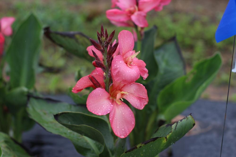 Photo of Canna Lily (Canna x generalis 'Tropical Rose') uploaded by dave
