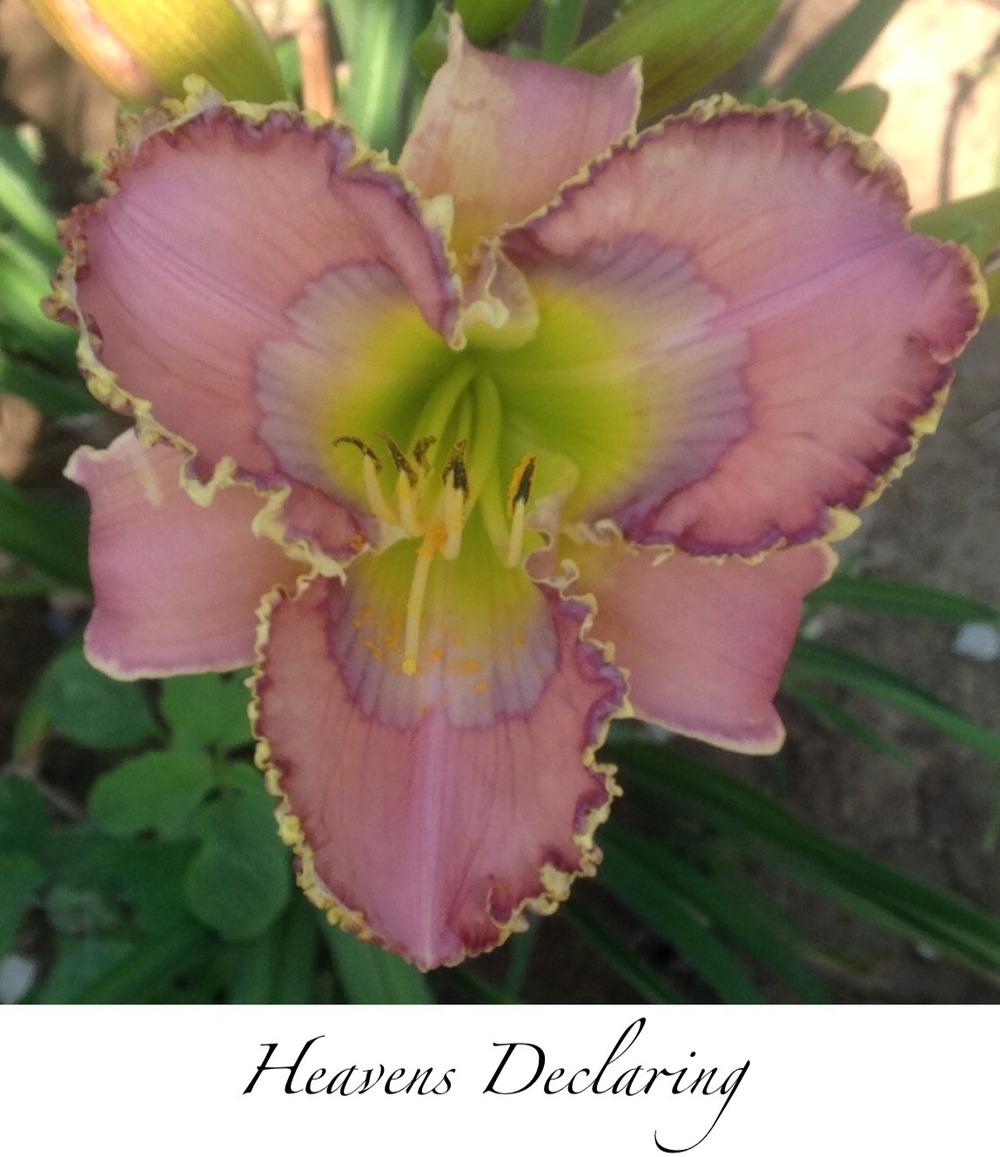 Photo of Daylily (Hemerocallis 'Heaven's Declaring') uploaded by gsutche
