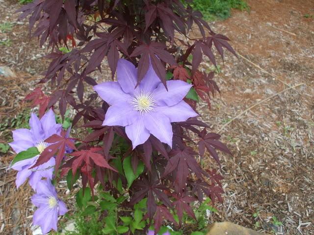 Photo of Clematis 'H.F. Young' uploaded by poisondartfrog