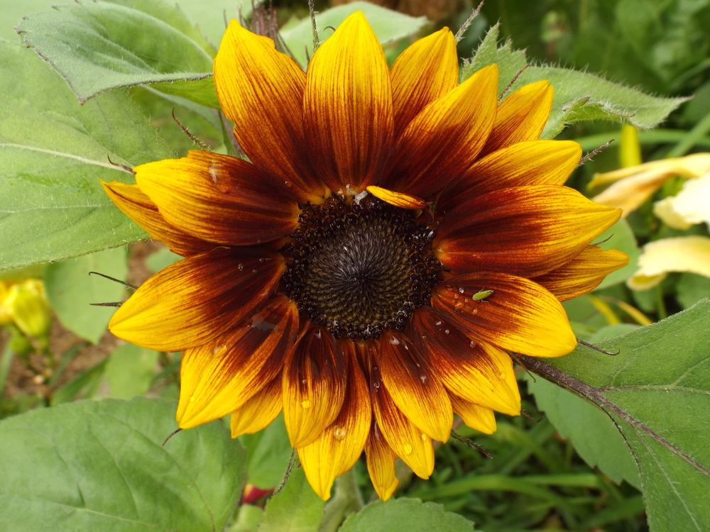 Photo of Sunflower (Helianthus annuus 'Shock-o-Lat') uploaded by poisondartfrog
