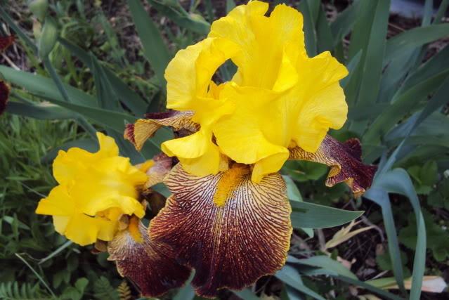 Photo of Tall Bearded Iris (Iris 'Los Coyotes') uploaded by poisondartfrog