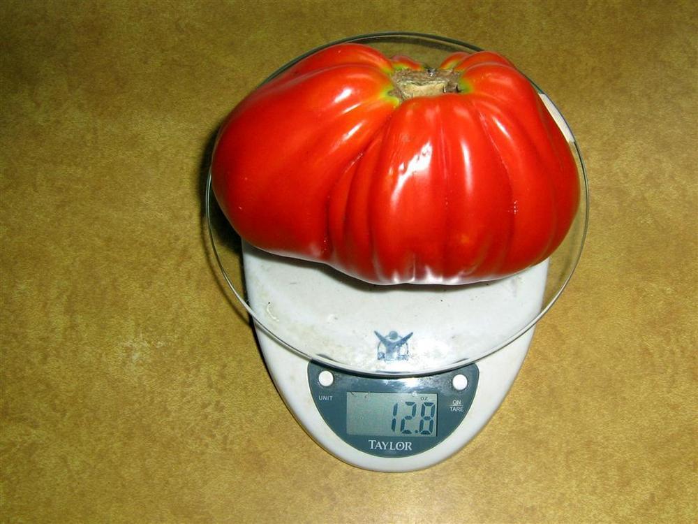 Photo of Tomato (Solanum lycopersicum 'Red Pear Franchi') uploaded by saltmarsh
