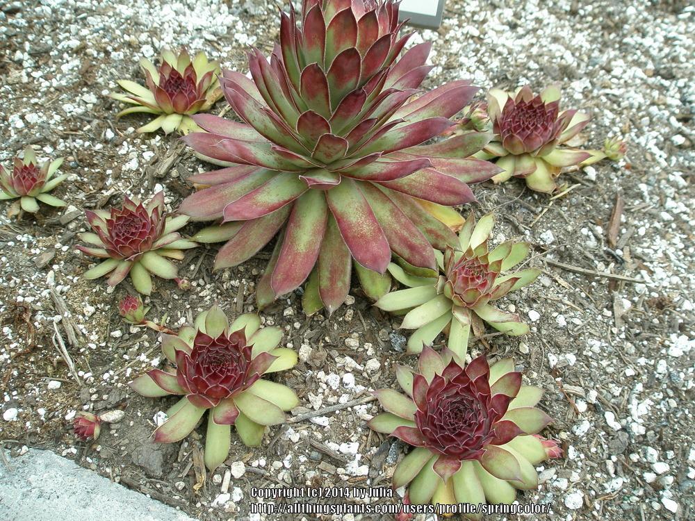 Photo of Hen and Chicks (Sempervivum 'Bedazzled') uploaded by springcolor