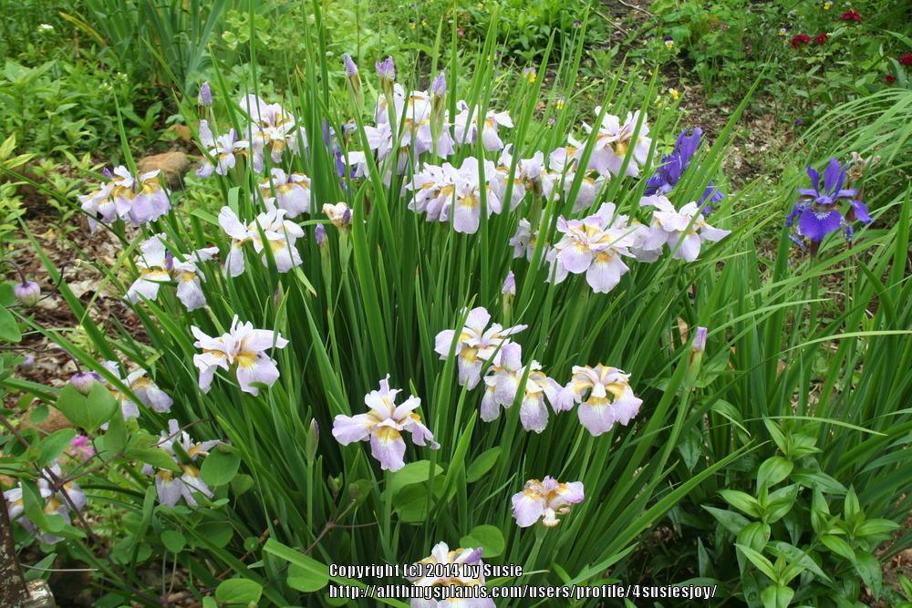 Photo of Siberian Iris (Iris 'Rikugi Sakura') uploaded by 4susiesjoy