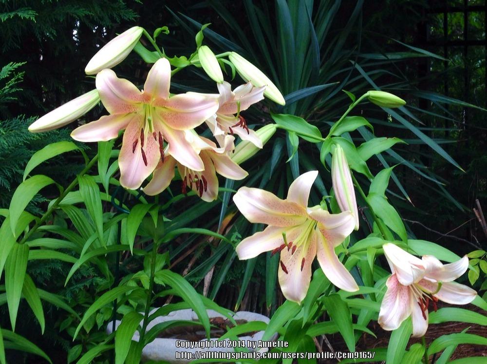 Photo of Lily (Lilium 'Red Hot') uploaded by Cem9165