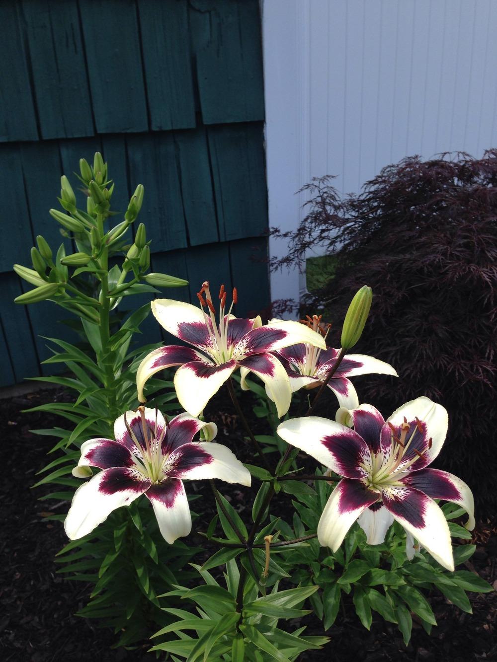 Photo of Lily (Lilium 'Patricia's Pride') uploaded by Joebass