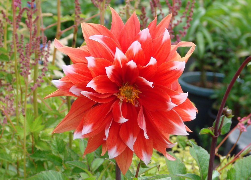Photo of Dahlia 'Color Spectacle' uploaded by Joy