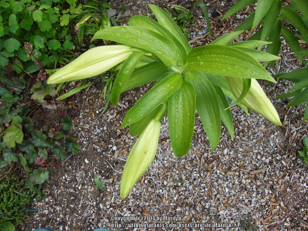 Photo of Lily (Lilium auratum var. platyphyllum) uploaded by Marilyn