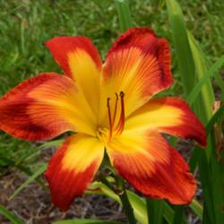 Location: home
Date: 2014-06-28
Very vivid colors on this daylily!  Very nice to have and with bi