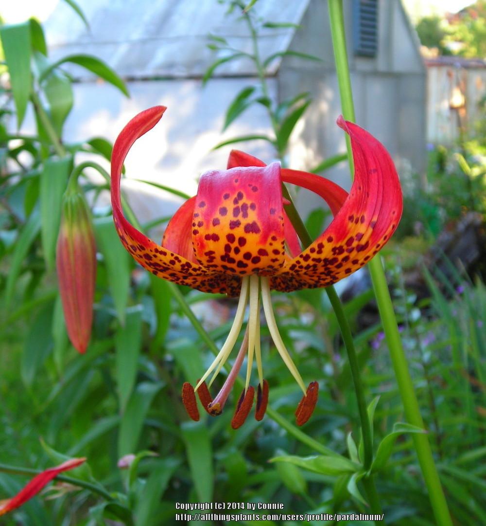 Photo of Lily (Lilium Bellingham Group) uploaded by pardalinum