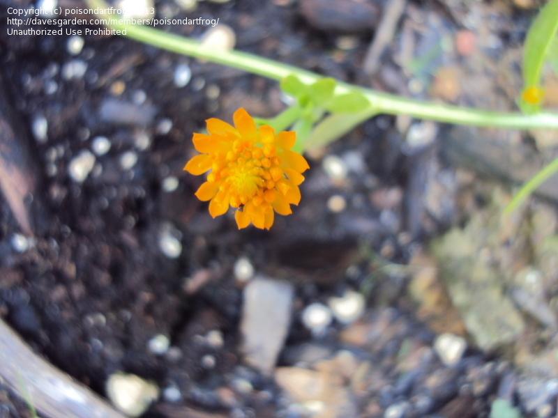 Photo of Bog Cheetos (Polygala lutea) uploaded by poisondartfrog