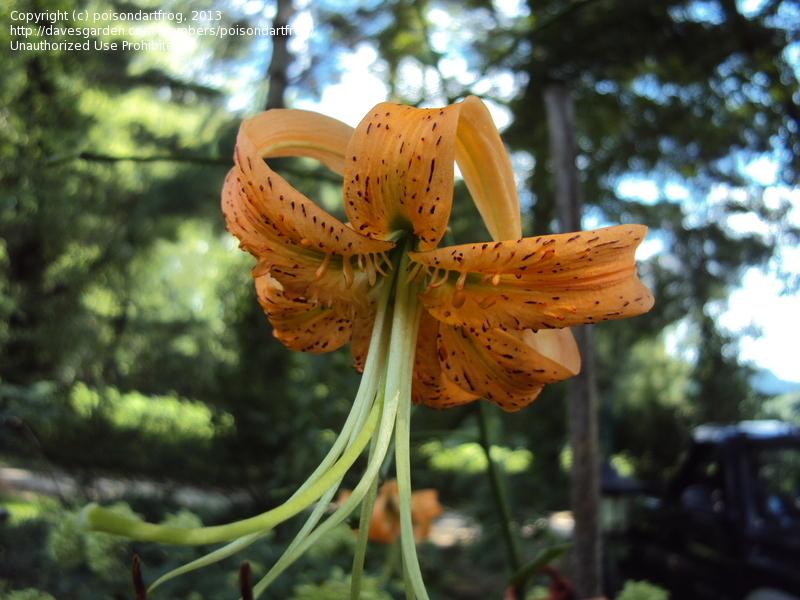 Photo of Henry's Lily (Lilium henryi) uploaded by poisondartfrog