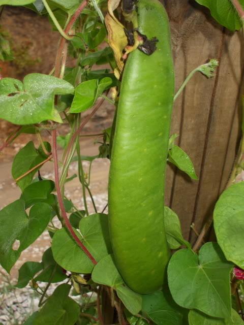 Photo of Sword Bean (Canavalia gladiata) uploaded by poisondartfrog