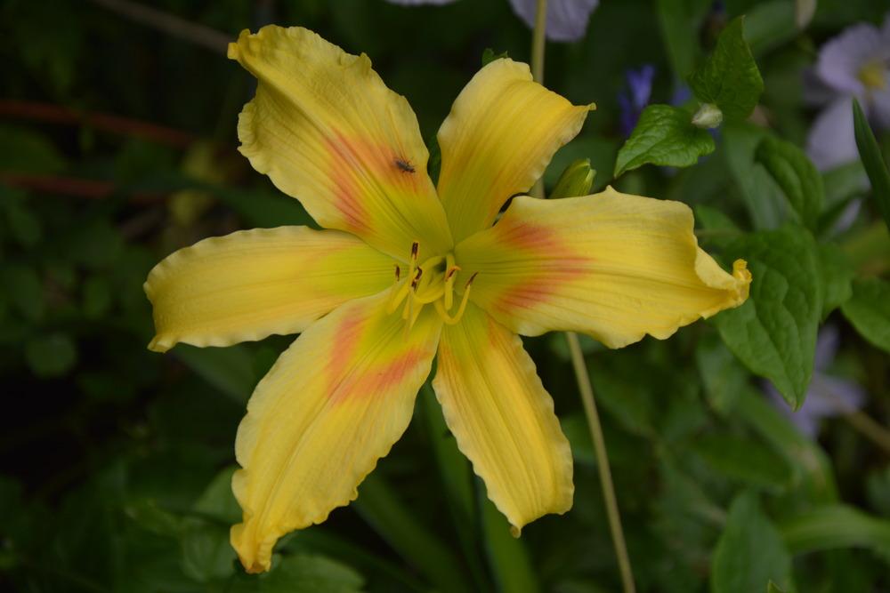 Photo of Daylily (Hemerocallis 'Magic of Oz') uploaded by queerbeet