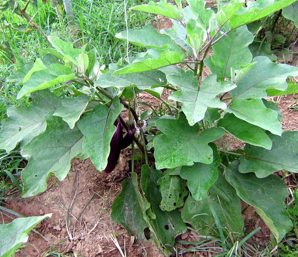Photo of Eggplant (Solanum melongena 'Ping Tung Long') uploaded by saltmarsh