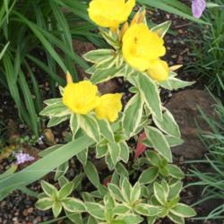 Location: My Garden
Date: 2014-06-28
It seems to need more water than many Oenothera