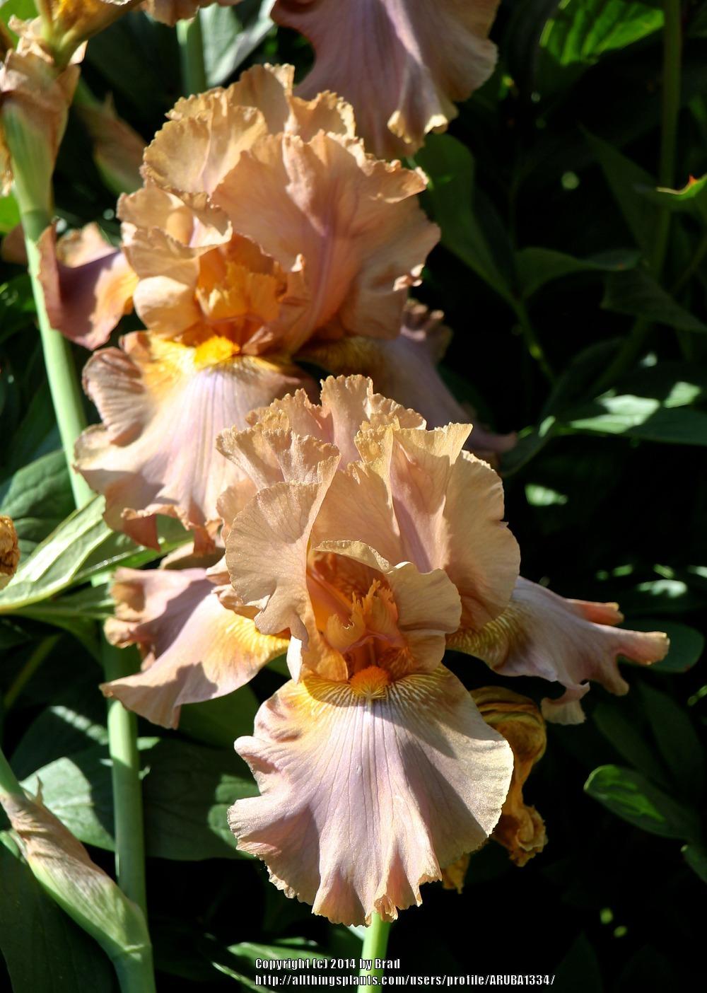 Photo of Tall Bearded Iris (Iris 'Downtown Brown') uploaded by ARUBA1334