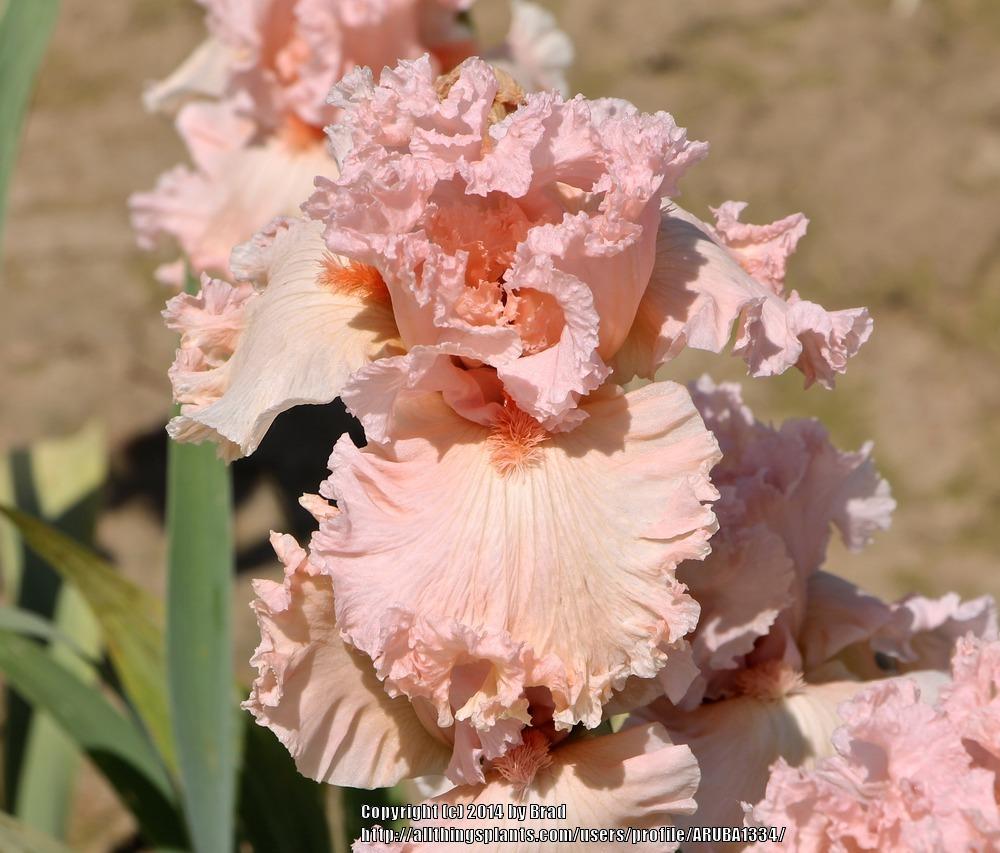 Photo of Tall Bearded Iris (Iris 'Strawberry Shake') uploaded by ARUBA1334