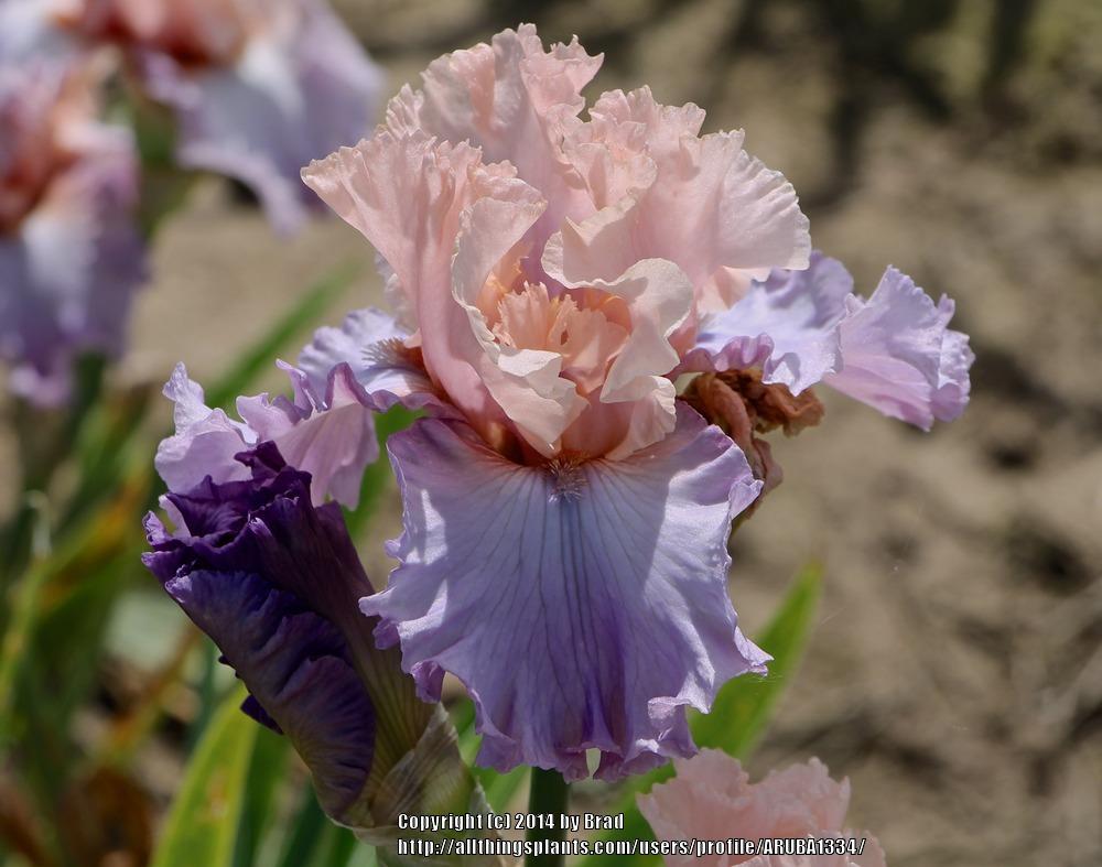 Photo of Tall Bearded Iris (Iris 'Fashionista') uploaded by ARUBA1334