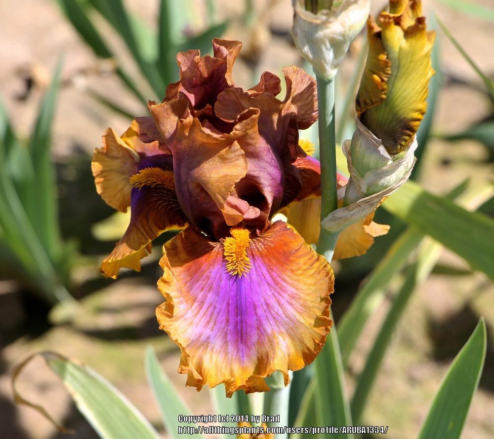 Photo of Tall Bearded Iris (Iris 'Maggie Beth') uploaded by ARUBA1334
