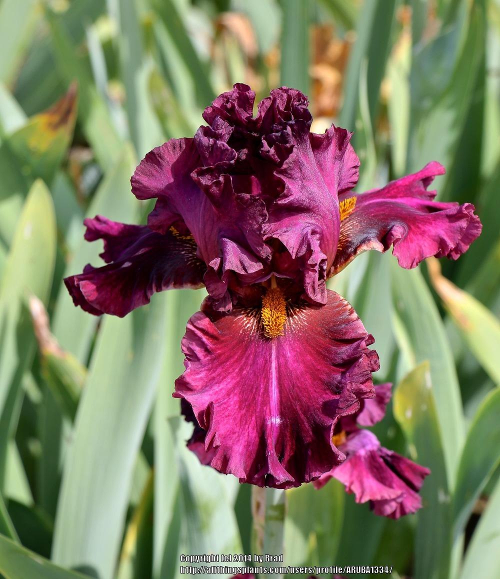 Photo of Tall Bearded Iris (Iris 'Name Game') uploaded by ARUBA1334
