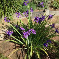 Location: Hamilton Square Perennial Garden, Historic City Cemetery, Sacramento CA.
Date: 2014-06-20
The last wave of flowering.
