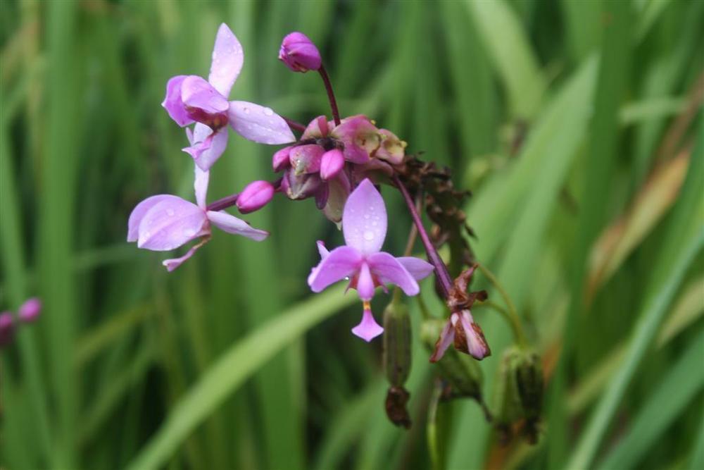 Photo of Philippine Ground Orchid (Spathoglottis plicata) uploaded by Livy