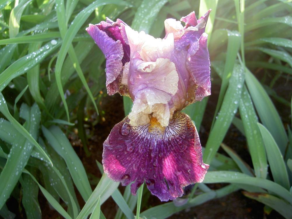 Photo of Tall Bearded Iris (Iris 'Let's Be Friends') uploaded by Muddymitts
