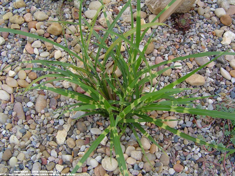 Photo of Zebra Grass (Miscanthus sinensis 'Zebrinus') uploaded by StaticAsh