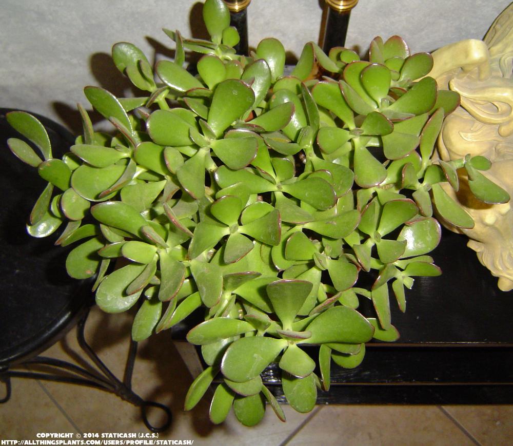 Photo of Jade Plant (Crassula ovata) uploaded by StaticAsh