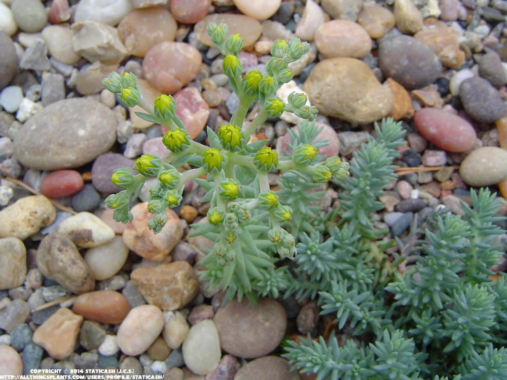 Photo of Jenny's Stonecrop (Petrosedum rupestre subsp. rupestre 'Blue Spruce') uploaded by StaticAsh