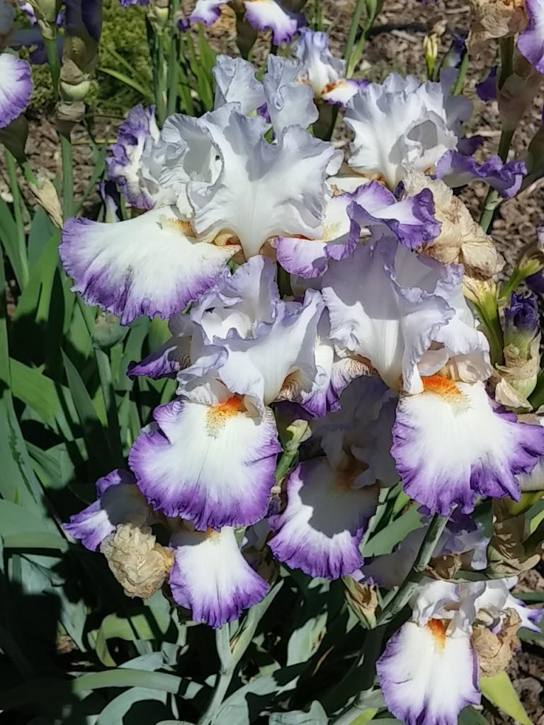 Photo of Tall Bearded Iris (Iris 'Conjuration') uploaded by Val1