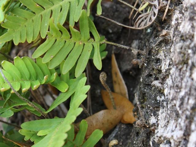 Photo of Resurrection Fern (Pleopeltis polypodioides) uploaded by gingin
