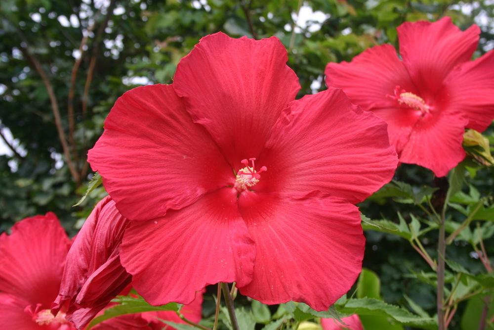 Photo of Hybrid Hardy Hibiscus (Hibiscus 'Lord Baltimore') uploaded by jon