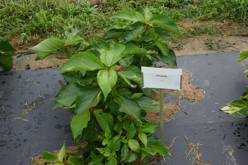 Photo of Chenille Plant (Acalypha hispida) uploaded by jon
