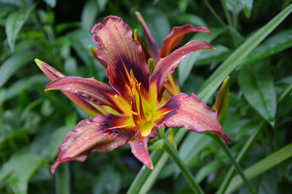 Photo of Daylily (Hemerocallis 'Grey Witch') uploaded by queerbeet