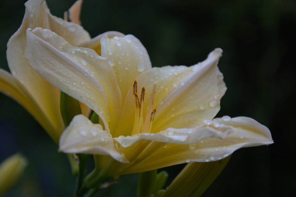Photo of Daylily (Hemerocallis 'Satin Glass') uploaded by queerbeet