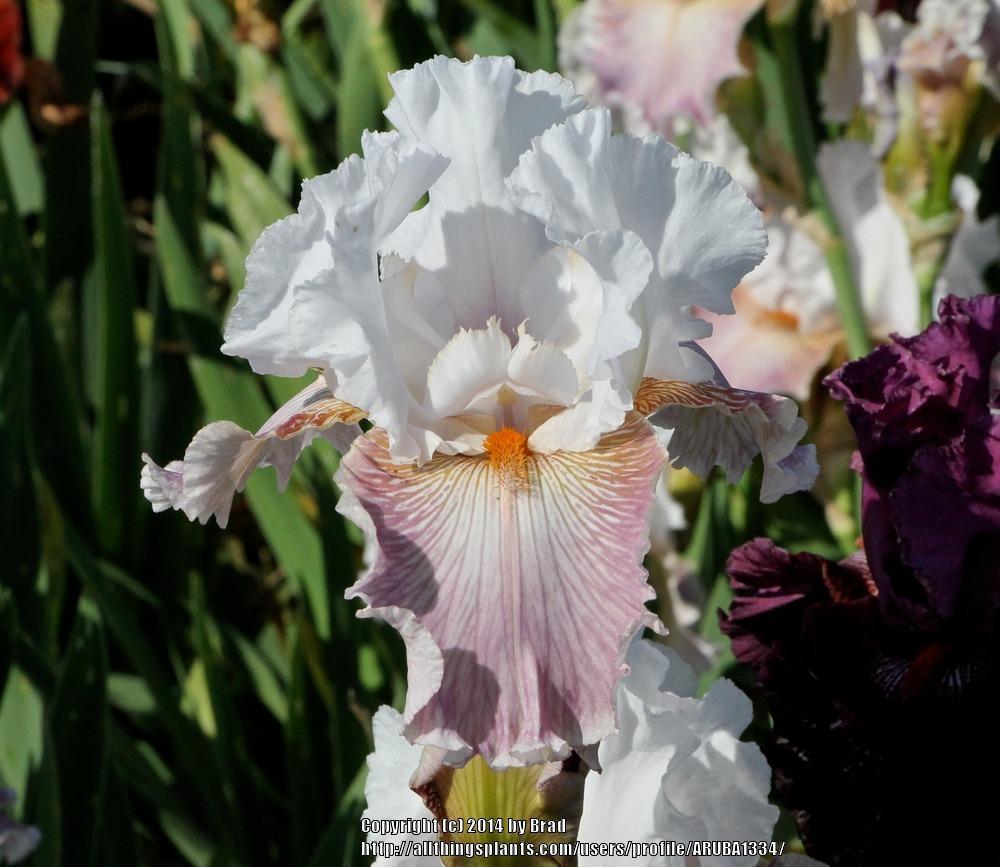 Photo of Tall Bearded Iris (Iris 'Sharp Edge') uploaded by ARUBA1334