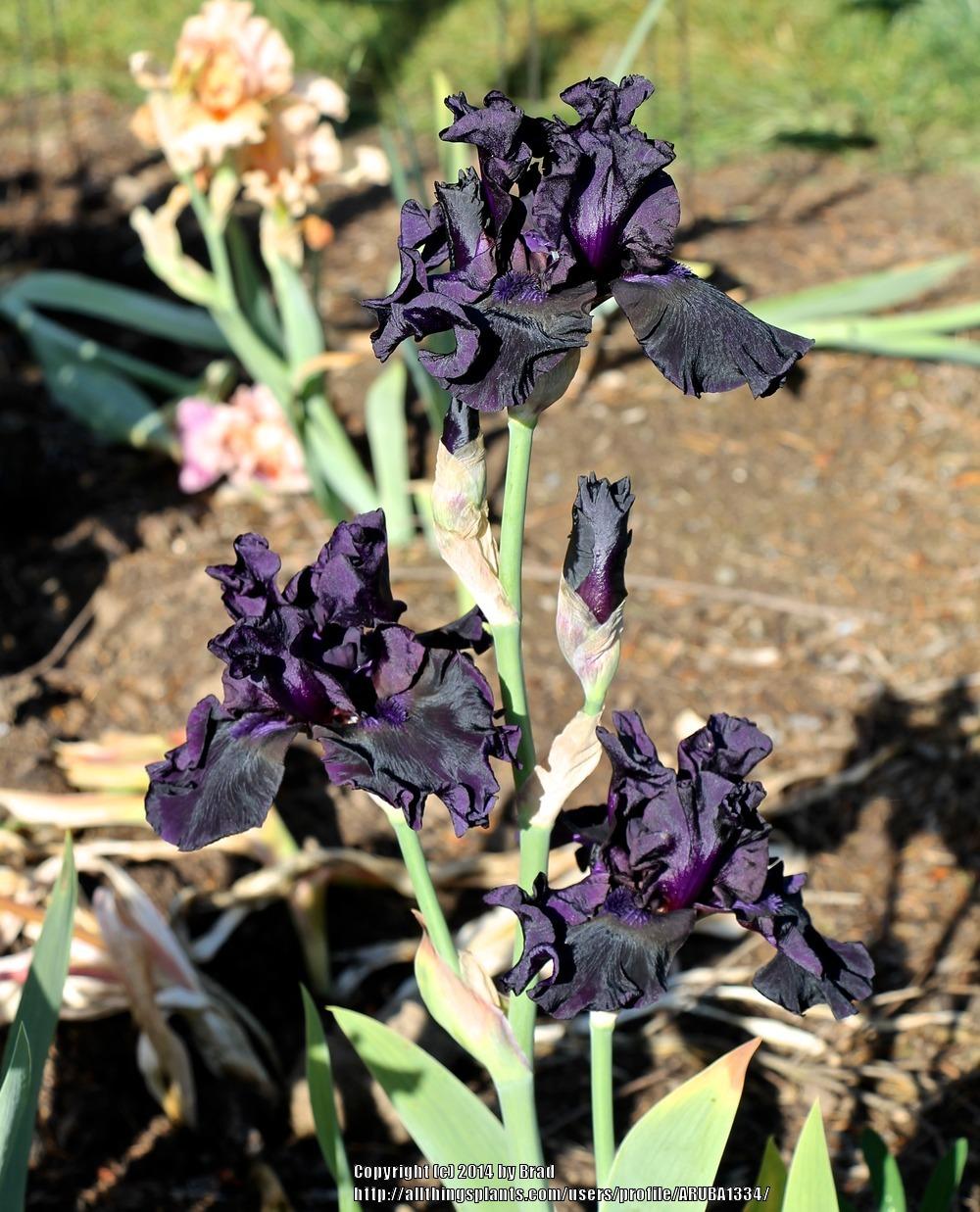 Photo of Tall Bearded Iris (Iris 'Coal Seams') uploaded by ARUBA1334