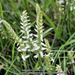 Location: Livingston, TX
Date: 2013-10-29
lady's tresses popped up in the yard last year.