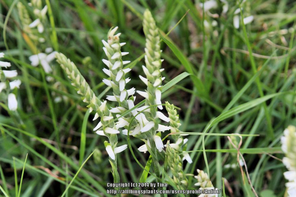 Photo of Spring Ladies' Tresses (Spiranthes vernalis) uploaded by Anlior