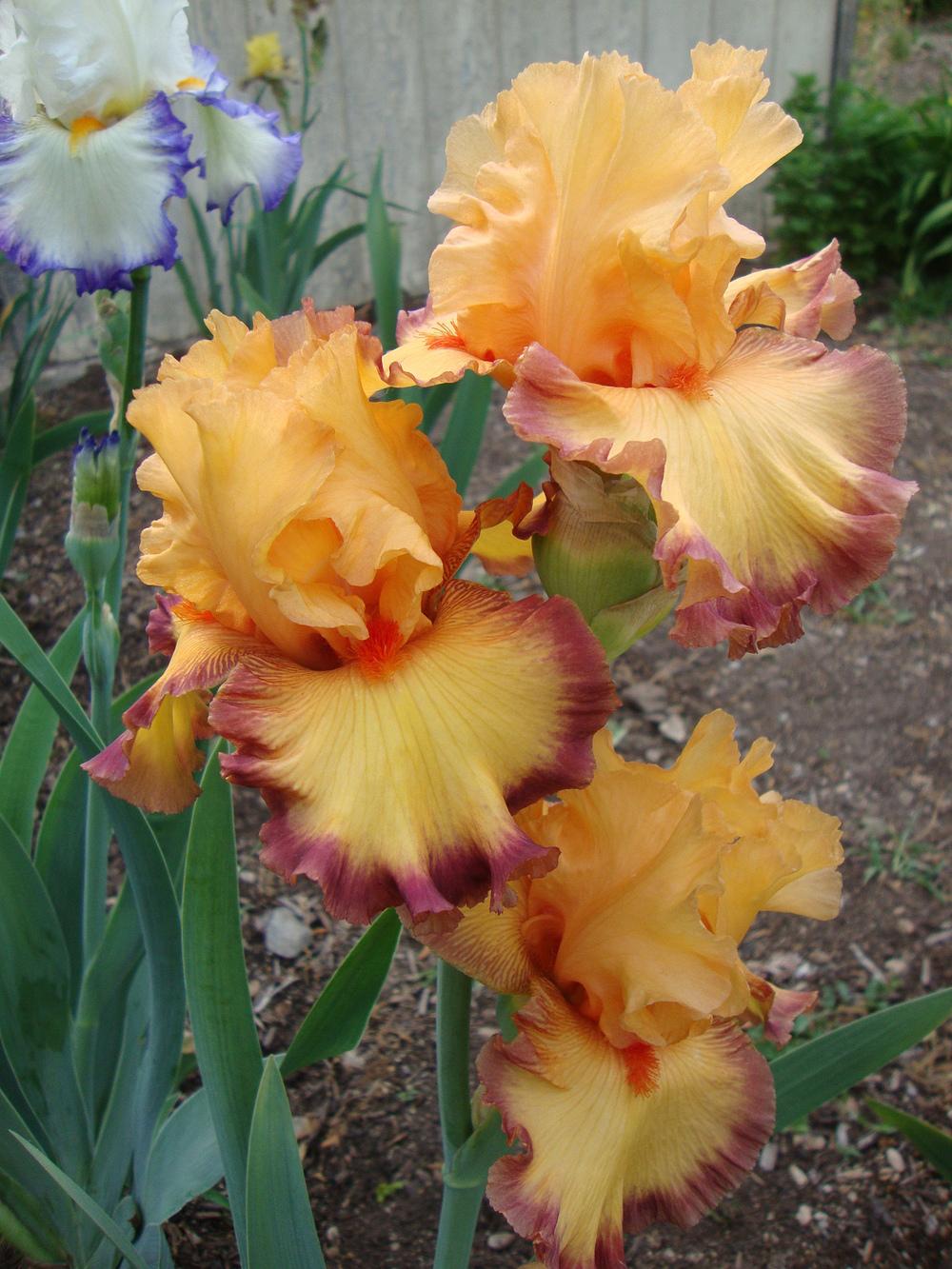 Photo of Tall Bearded Iris (Iris 'Ringtone') uploaded by Paul2032