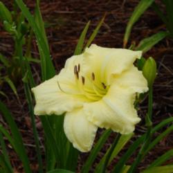 Location: home
Date: 2014-06-29
4 month old plant from Dan Hansen at Ladybug Daylilies