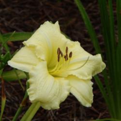 Location: home
Date: 2014-06-29
4 month old plant from Dan Hansen at Ladybug Daylilies