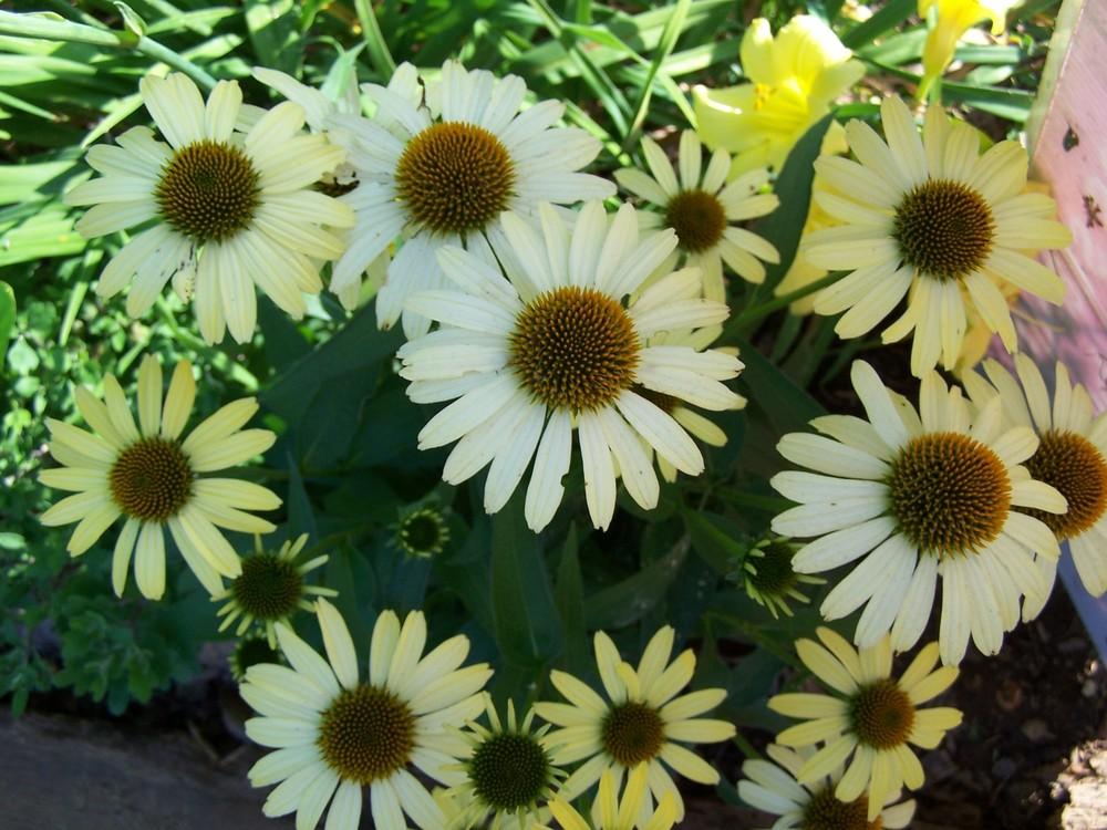 Photo of Coneflower (Echinacea Butterfly™  Cleopatra) uploaded by chickhill