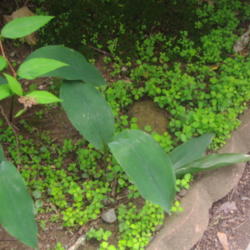 Location: outdoors in my garden
Date: 2014-06-30
Caution: Spirea japonica is now officially invasive in my garden 