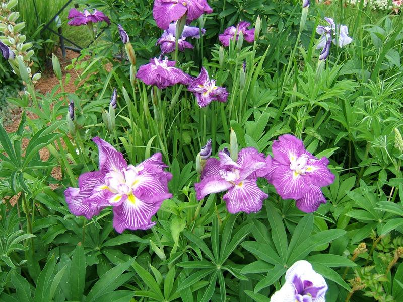 Photo of Japanese Iris (Iris ensata 'Geisha Obi') uploaded by pirl