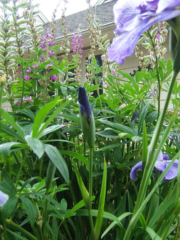 Photo of Japanese Iris (Iris ensata 'Blue Spritz') uploaded by pirl