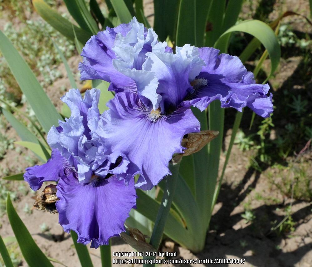 Photo of Tall Bearded Iris (Iris 'Music of the Surf') uploaded by ARUBA1334