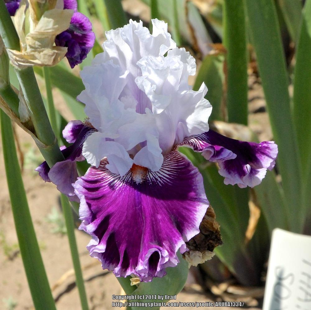 Photo of Tall Bearded Iris (Iris 'Ten All Round') uploaded by ARUBA1334